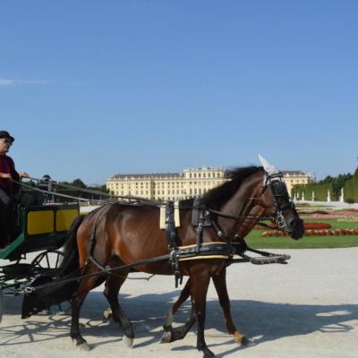 2015 - Château de Schoenbrunn