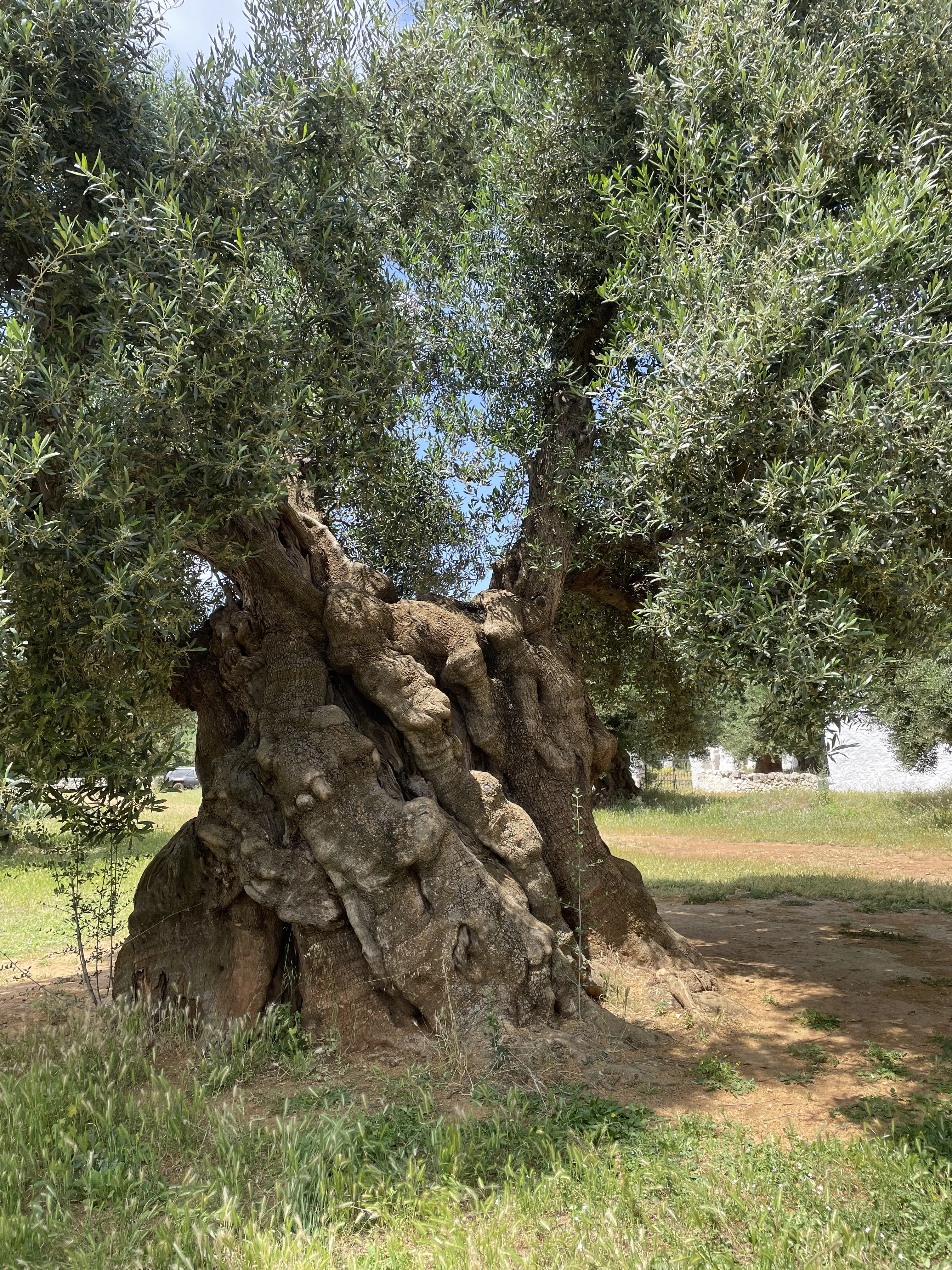 1juin-Antica Masseria Brancati