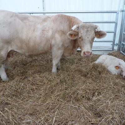 Foire de Loudun