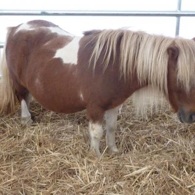 Foire de Loudun