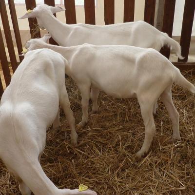 Foire de Loudun