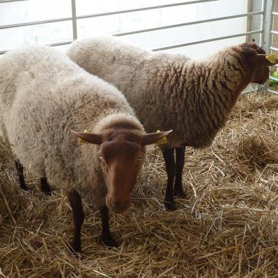 Foire de Loudun